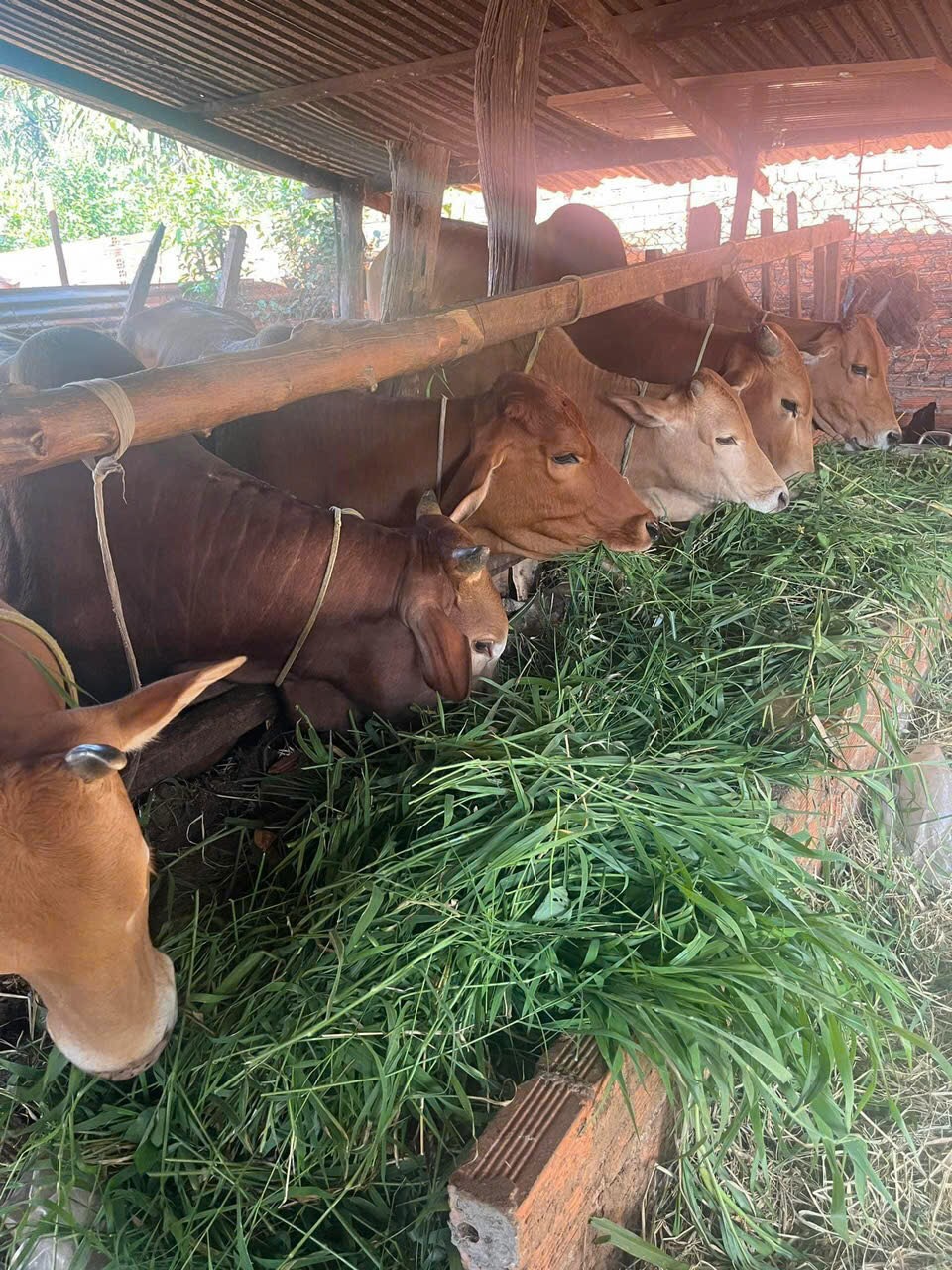 Tín dụng chính sách xã hội mang hạnh phúc đến với người nghèo